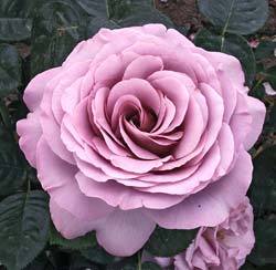 Rose 'Blue Girl'